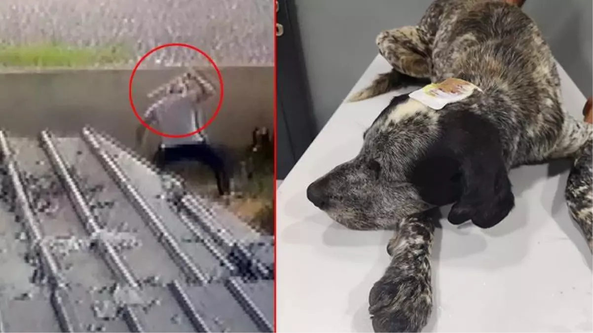 Civcivlerini kovaladığını söyleyen cani adam sokak köpeği Duman\'ı sopayla öldüresiye dövdü