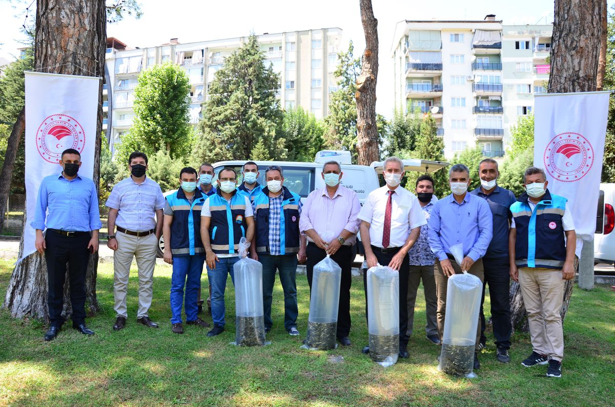 Denizli\'deki göletlere 210 bin yavru sazan bırakıldı