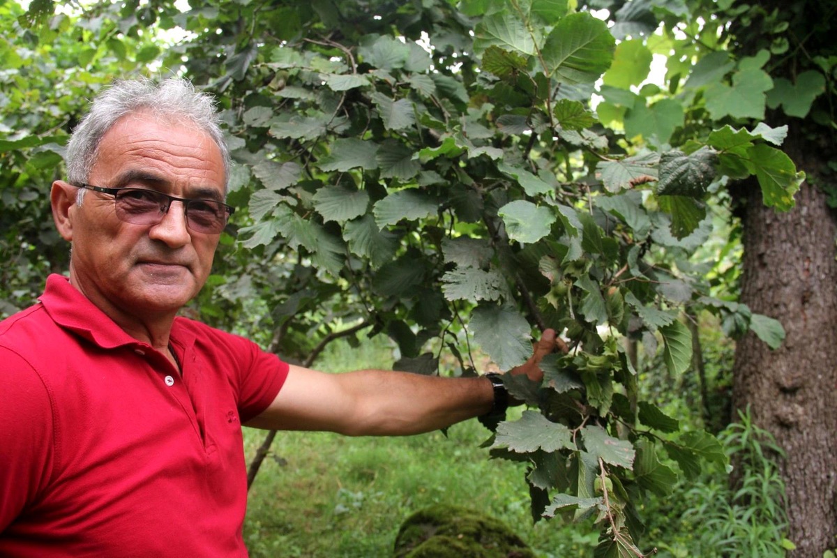 "Fındık pazara inmeden fındık fiyatı açıklansın" çağrısı