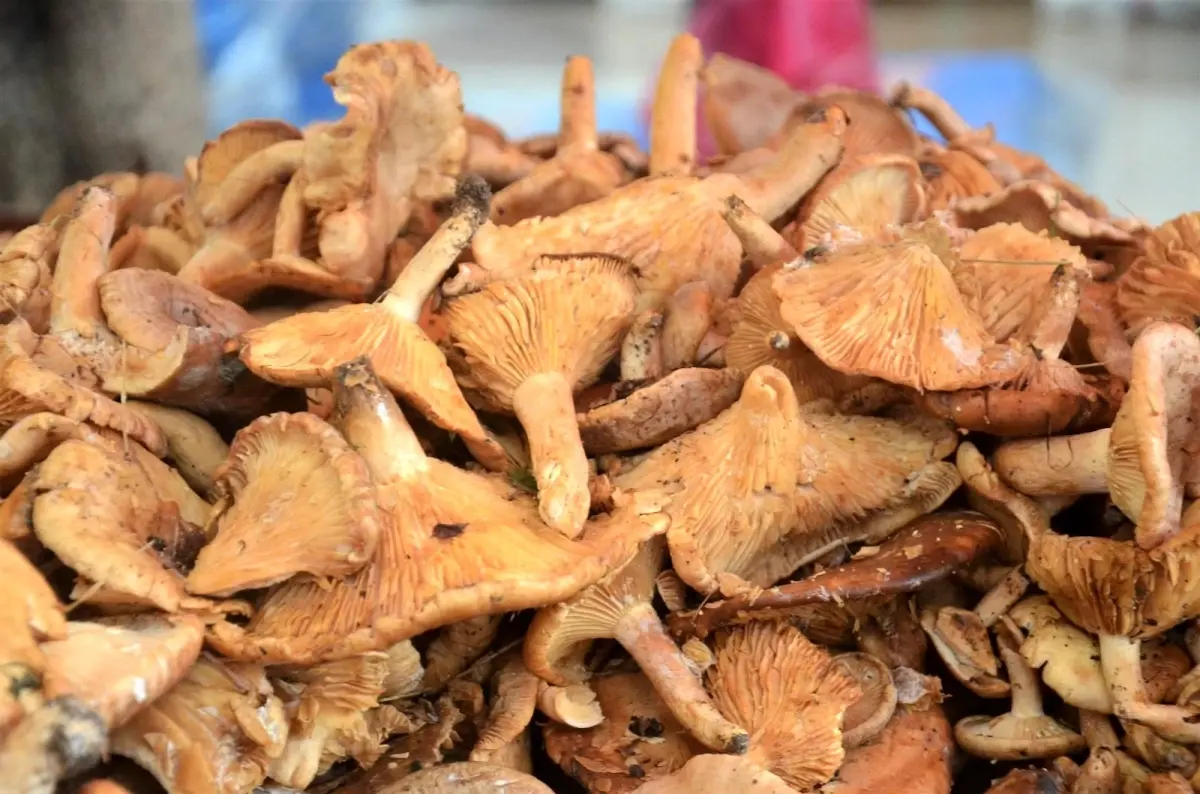 Fındık tirmidi tezgahlarda