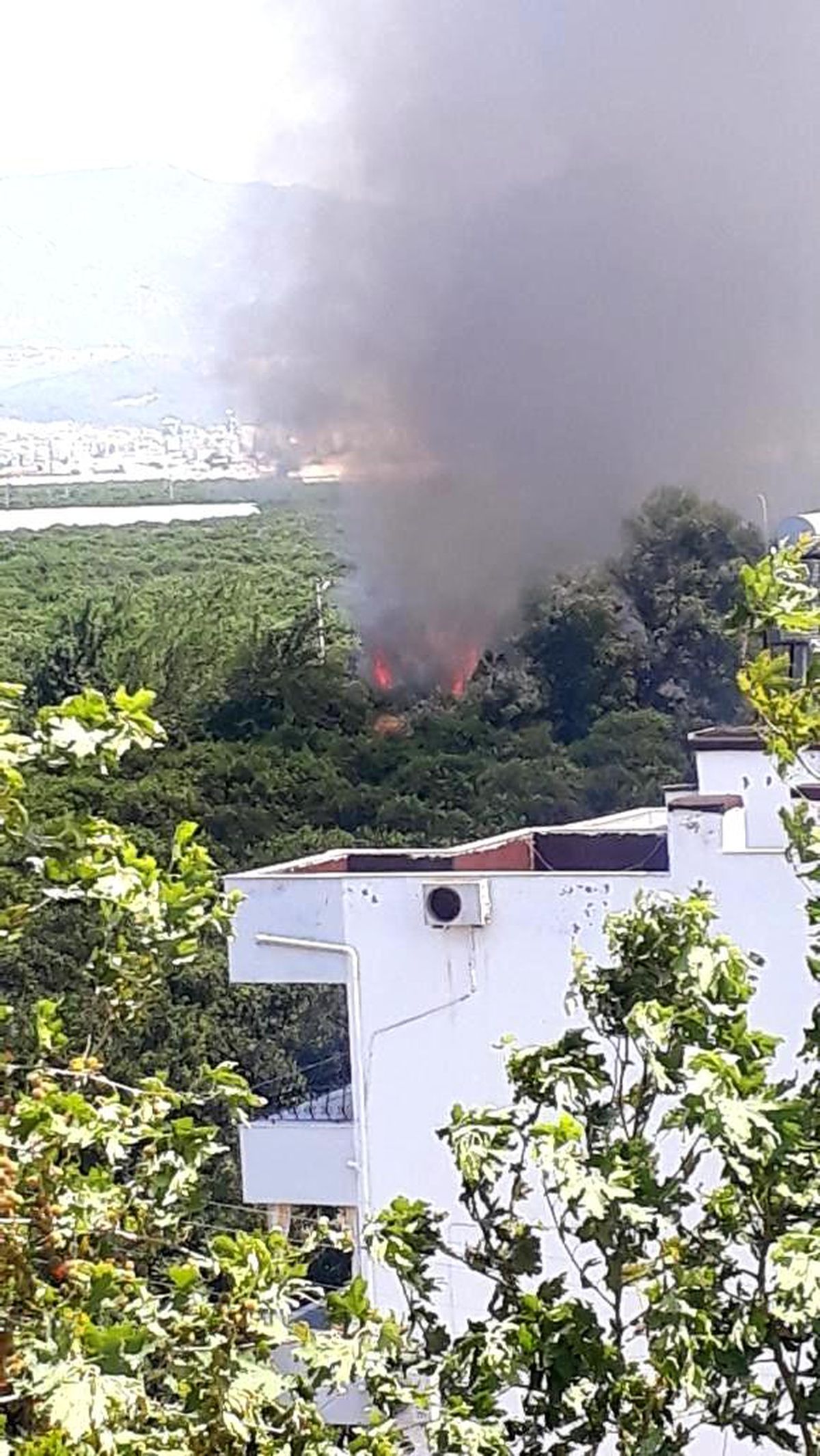 Son dakika haberi! Finike\'de sazlık alanda çıkan yangın kontrol altına alındı
