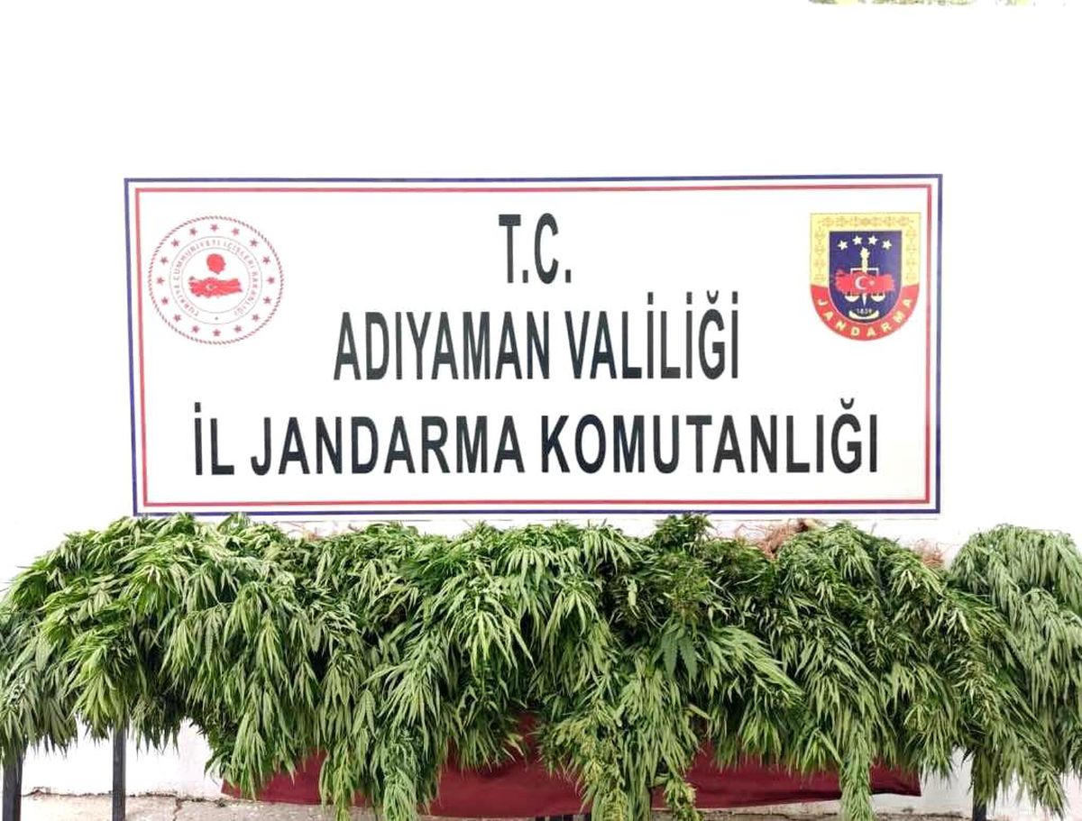 Jandarma kenevir bitkisi ele geçirdi