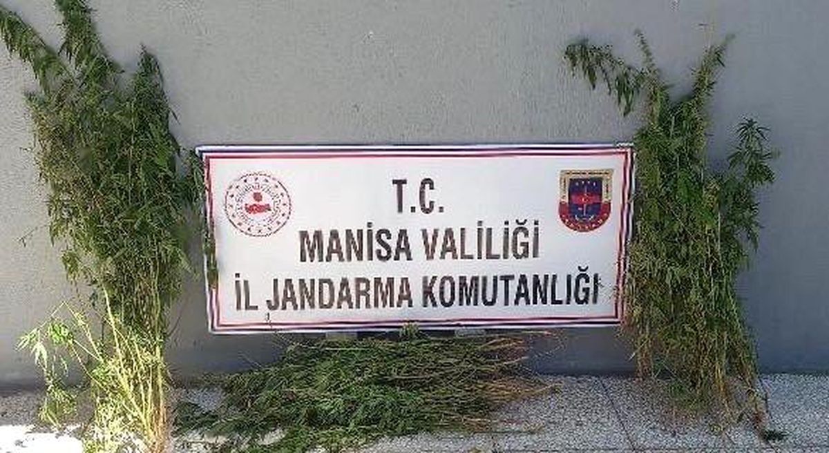 Manisa\'da 79 kök kenevir ele geçirildi