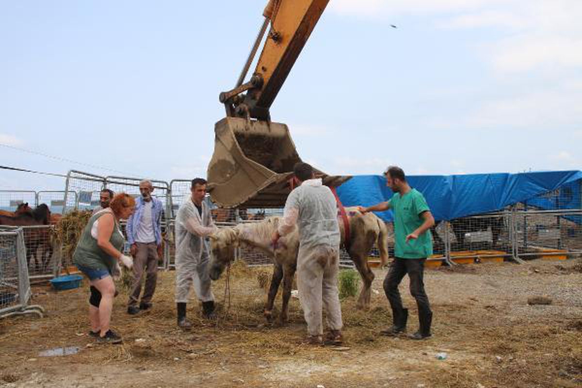 Son dakika haberi... TIR parkında ölüme terk edilen atların sahibine 35 bin 700 lira ceza