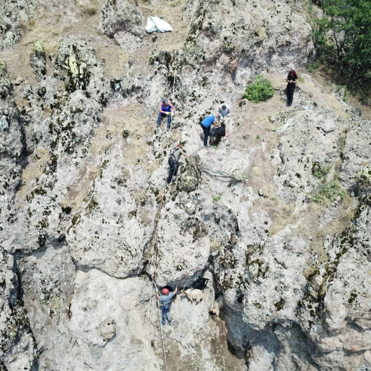 Tunceli\'de kurttan kaçarken kayalıkta mahsur kalan keçileri AFAD ekipleri kurtardı