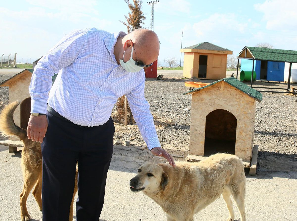 8 ayda 2 bin 765 sokak hayvanı tedavi edildi