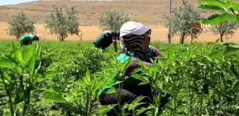 Ata tohumları ihtiyaç sahiplerinin sofralarında