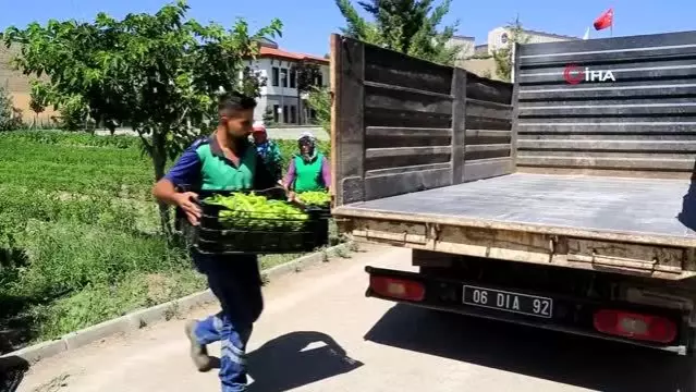 Ata tohumları ihtiyaç sahiplerinin sofralarında