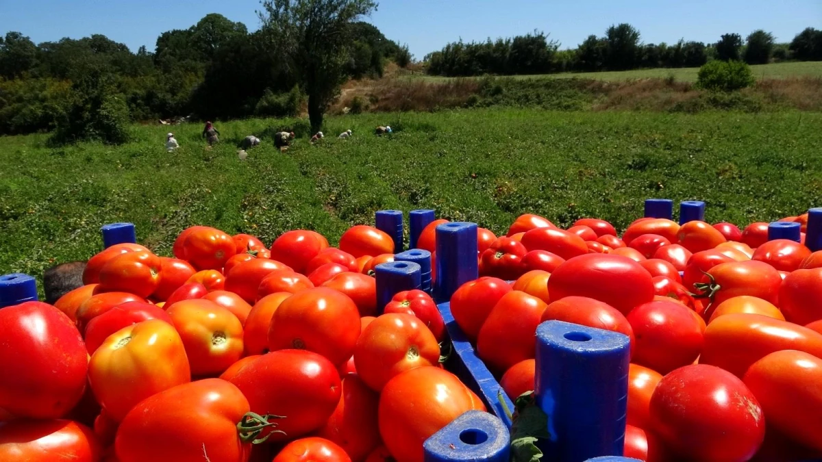 Çanakkale\'de domates hasadı sancılı başladı: Tarlada ucuz, zincir marketlerde 10 katına satılıyor