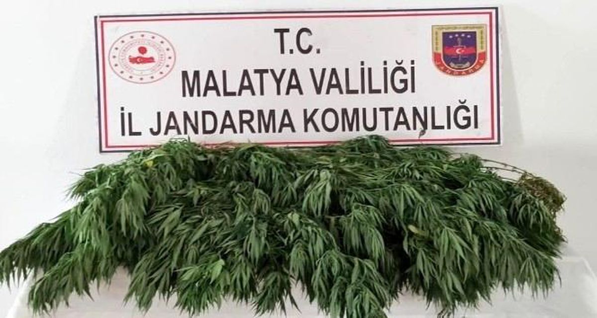 Esrar ve hint keneviri ele geçirildi