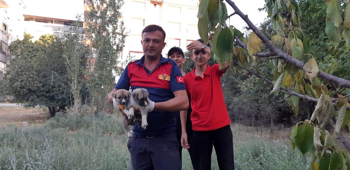 Foseptik çukuruna düşen yavru köpeklerin imdadına itfaiye ekipleri yetişti