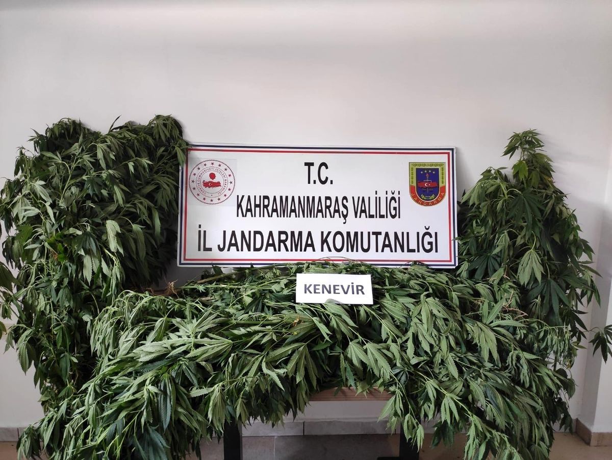 Kahramanmaraş\'ta 122 kök kenevir bitkisi ele geçirildi