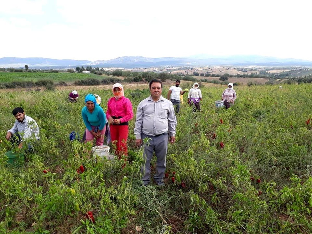 Karacasu biberi de tercih edilen ürün listesinde yerini aldı