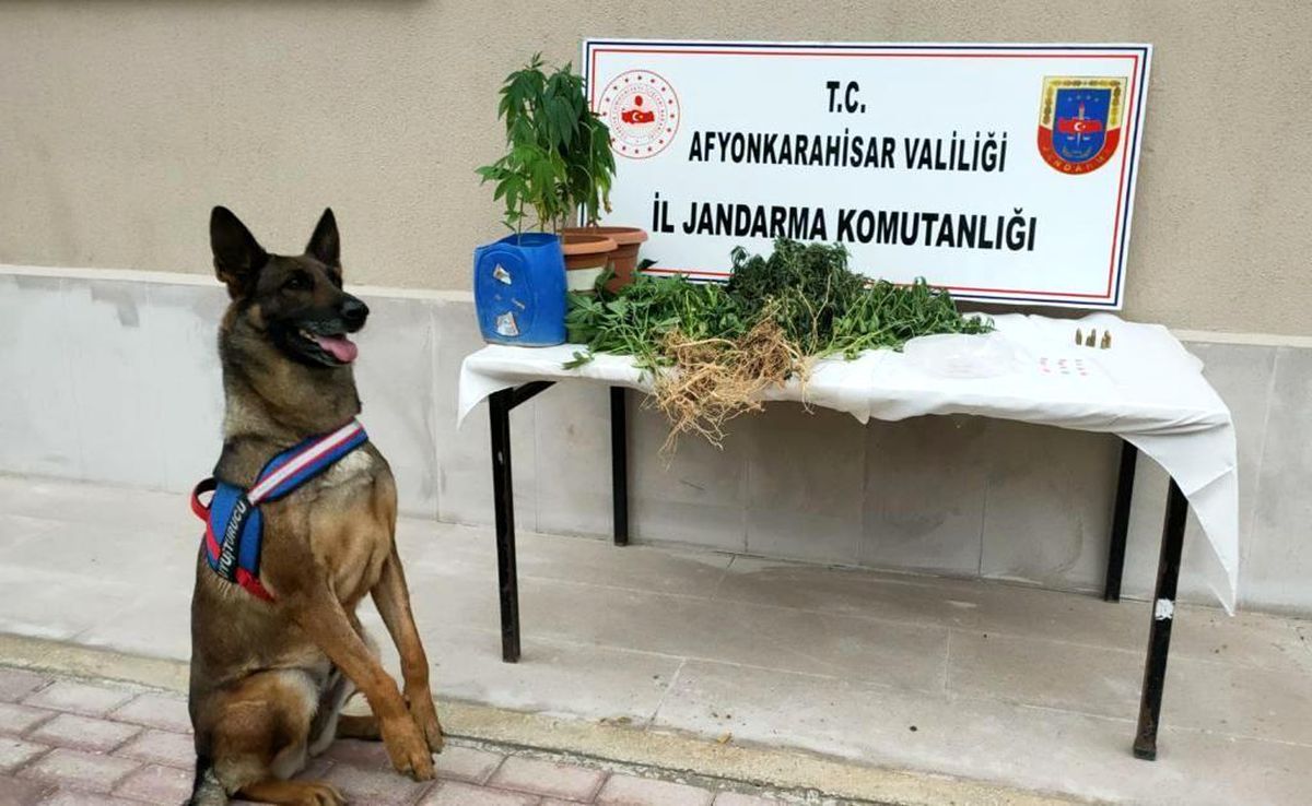 Son dakika: Kenevir yetiştiren baba ve oğlu jandarma yakaladı