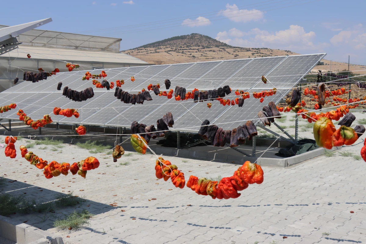 Kilis\'te kurulan güneş enerjili sebze kurutma tesisi kadınlara istihdam kapısı oldu