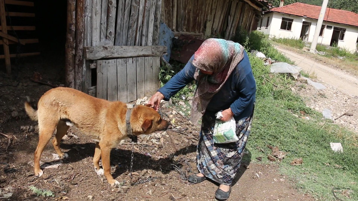 Köpeklerine tüfekle ateş ettiğini öne sürdüğü komşusundan şikayetçi oldu