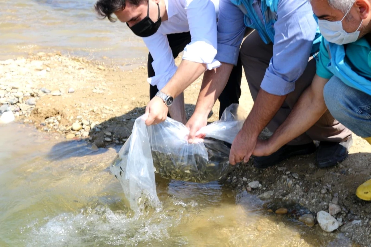 Şaphane\'de 4 gölete 4 bin yavru sazan balığı bırakıldı
