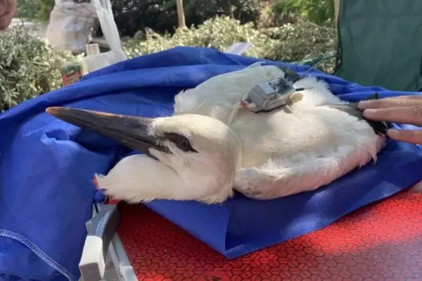 Yaren leyleğin 'Beş numara' isimli yavrusundan sinyal Ürdün'den geldi