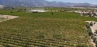 Çekirdeksiz Sultaniye üzümün ihracat yolculuğu başladı