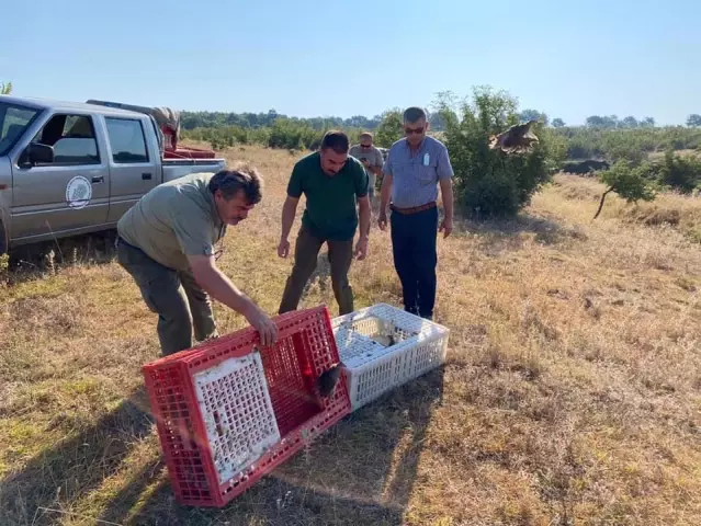 Edirne'de 400 keklik doğaya salındı