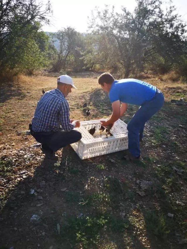 Edirne'de 400 keklik doğaya salındı