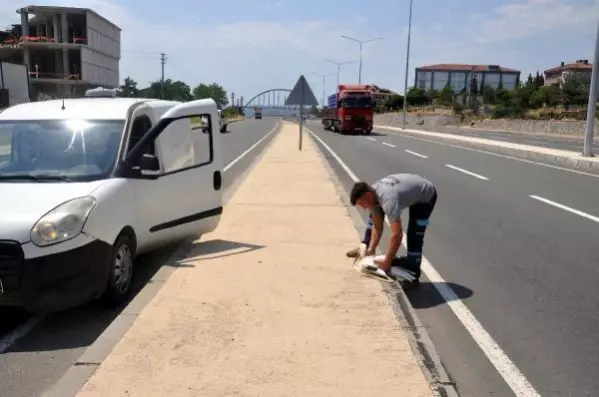 Hafif ticari aracın çarptığı leylek, öldü