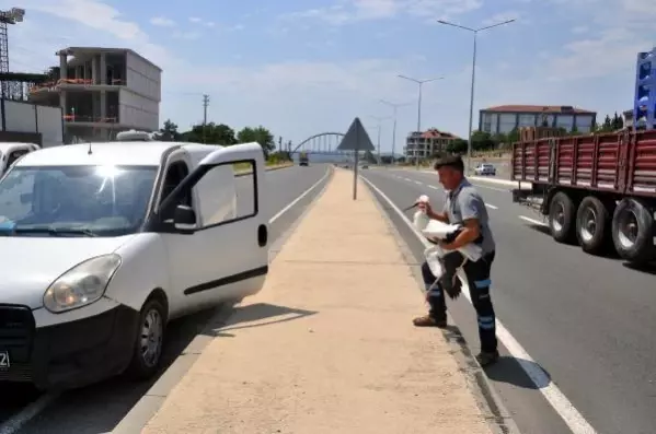 Hafif ticari aracın çarptığı leylek, öldü