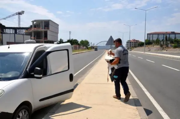 Hafif ticari aracın çarptığı leylek, öldü