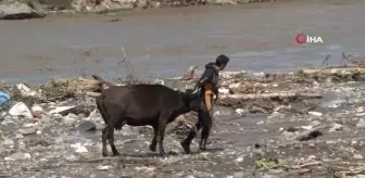 İHA'nın yayını ses getirdi, mahsur kalan inek kurtarıldı