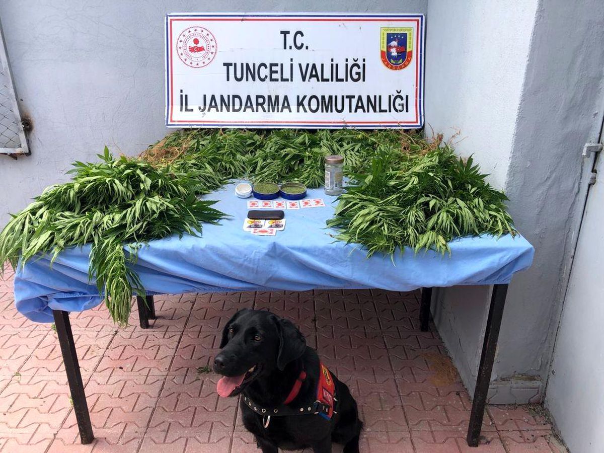 Tunceli\'de uyuşturucu operasyonunda 1 gözaltı