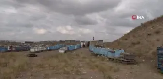 Yanan ormanlar tüm ülkedeki arıcıları etkiledi