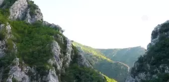 Arnavutluk'un 'çiçek açan' endüstrisi: Tıbbi ve aromatik bitkiler