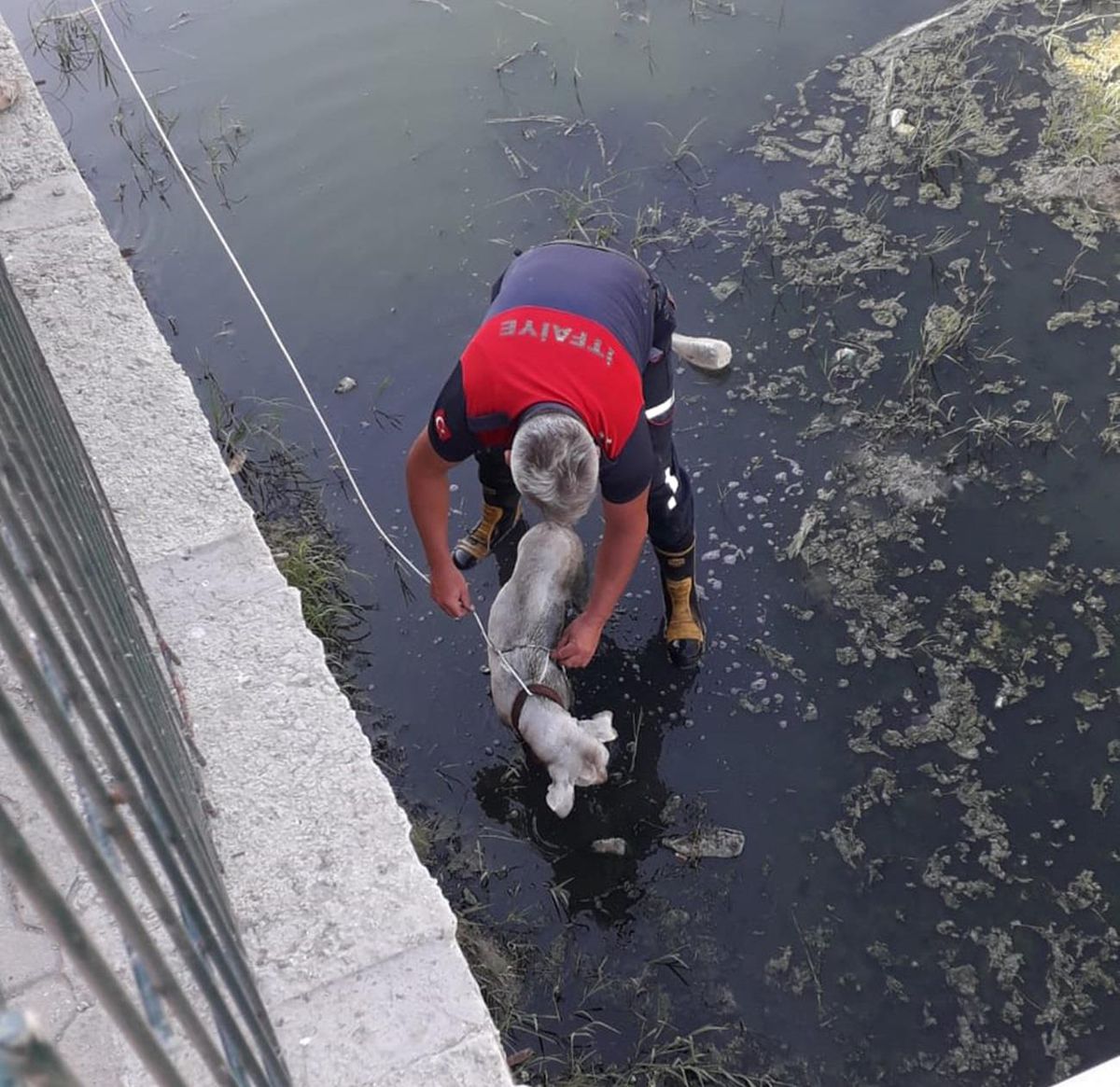 Son dakika haberleri! Çanakkale\'nin Gelibolu ilçesinde dereye düşen köpeği, itfaiye kurtardı