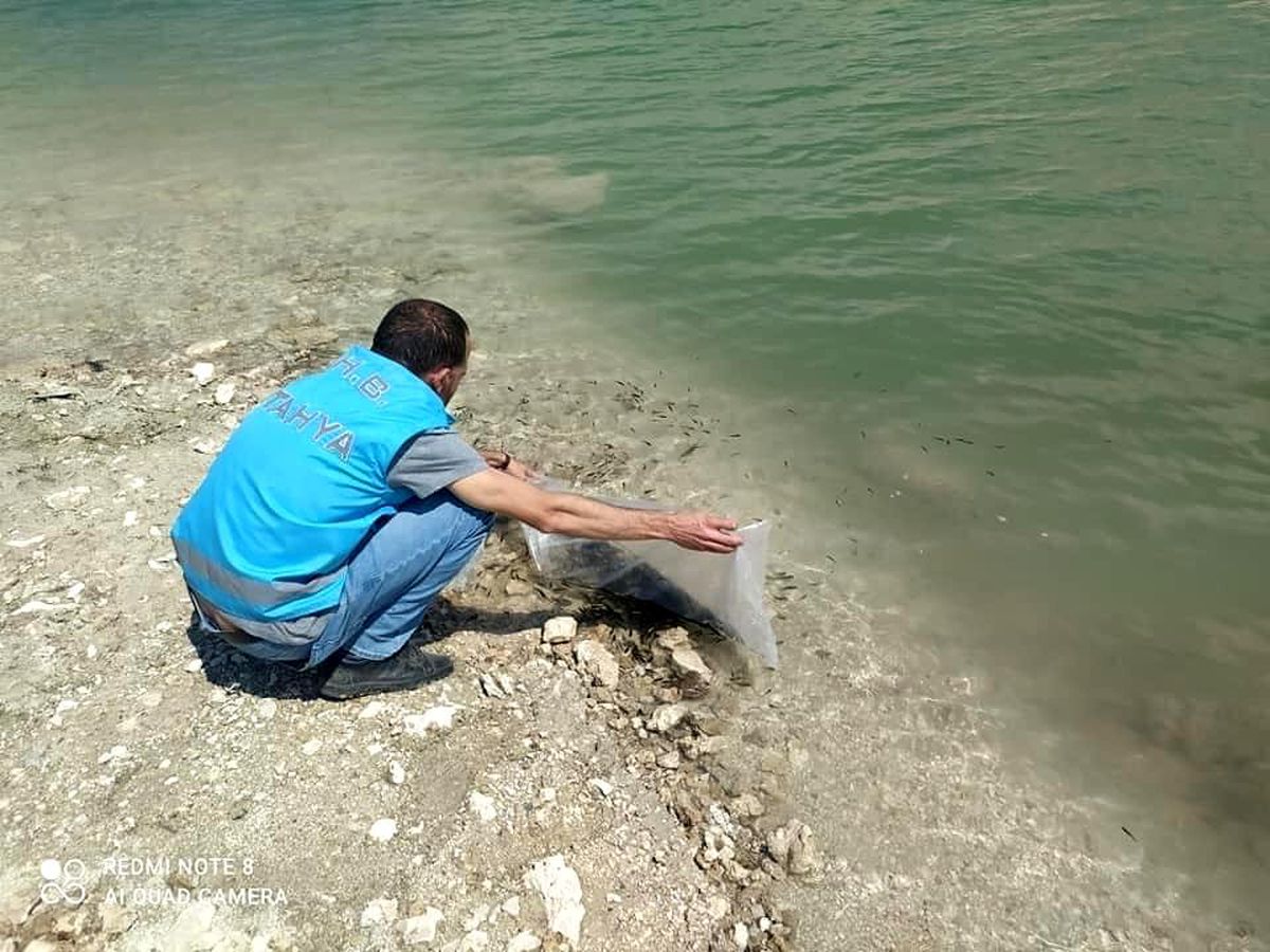 Çavdarhisar barajına 15 bin yavru sazan balığı bırakıldı