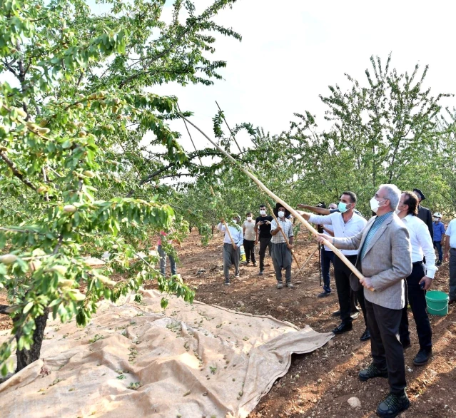Diyarbakır Valisi Karaloğlu, işçilerle birlikte badem topladı