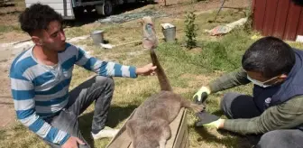 Eğirdir'de dişi su samuruna da araç çarptı