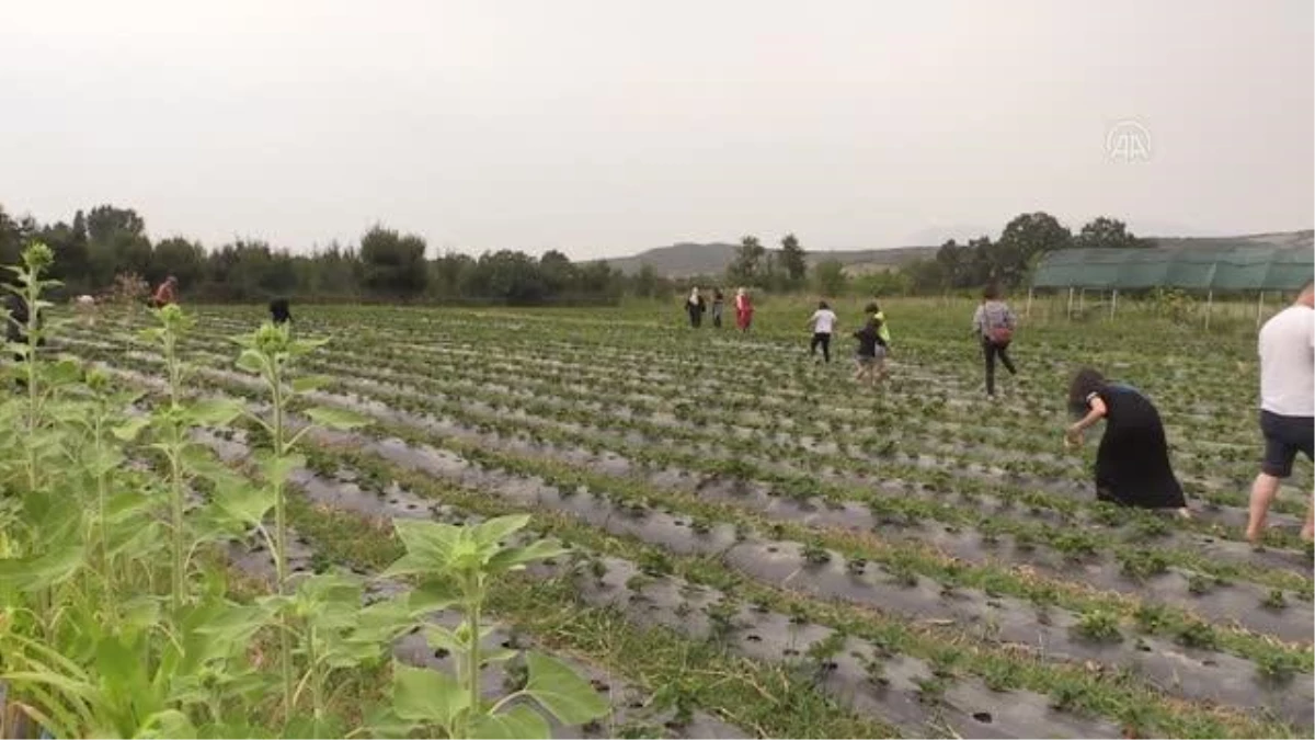 Halka açtığı bahçesinde dalından çilek yemenin keyfini yaşatıyor