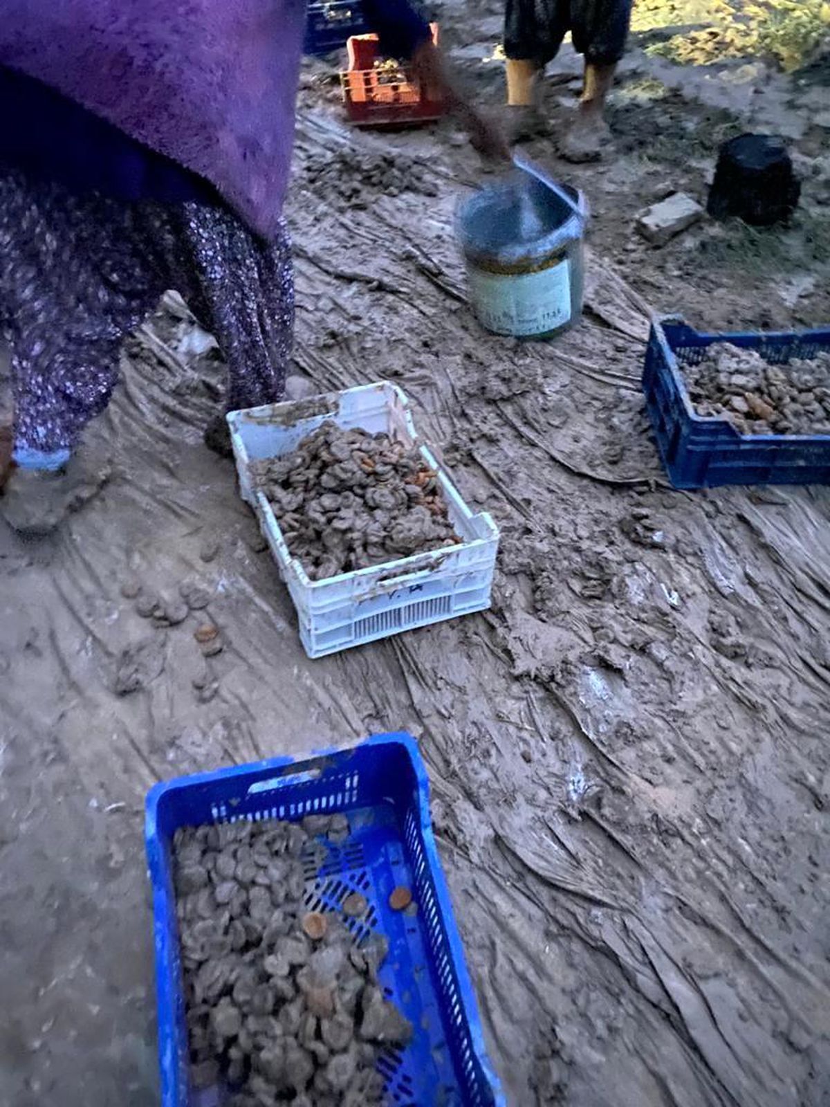 Kurumaya bırakılan kayısılar sele kapıldı