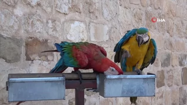 Mardin'e hafta sonu turist akını