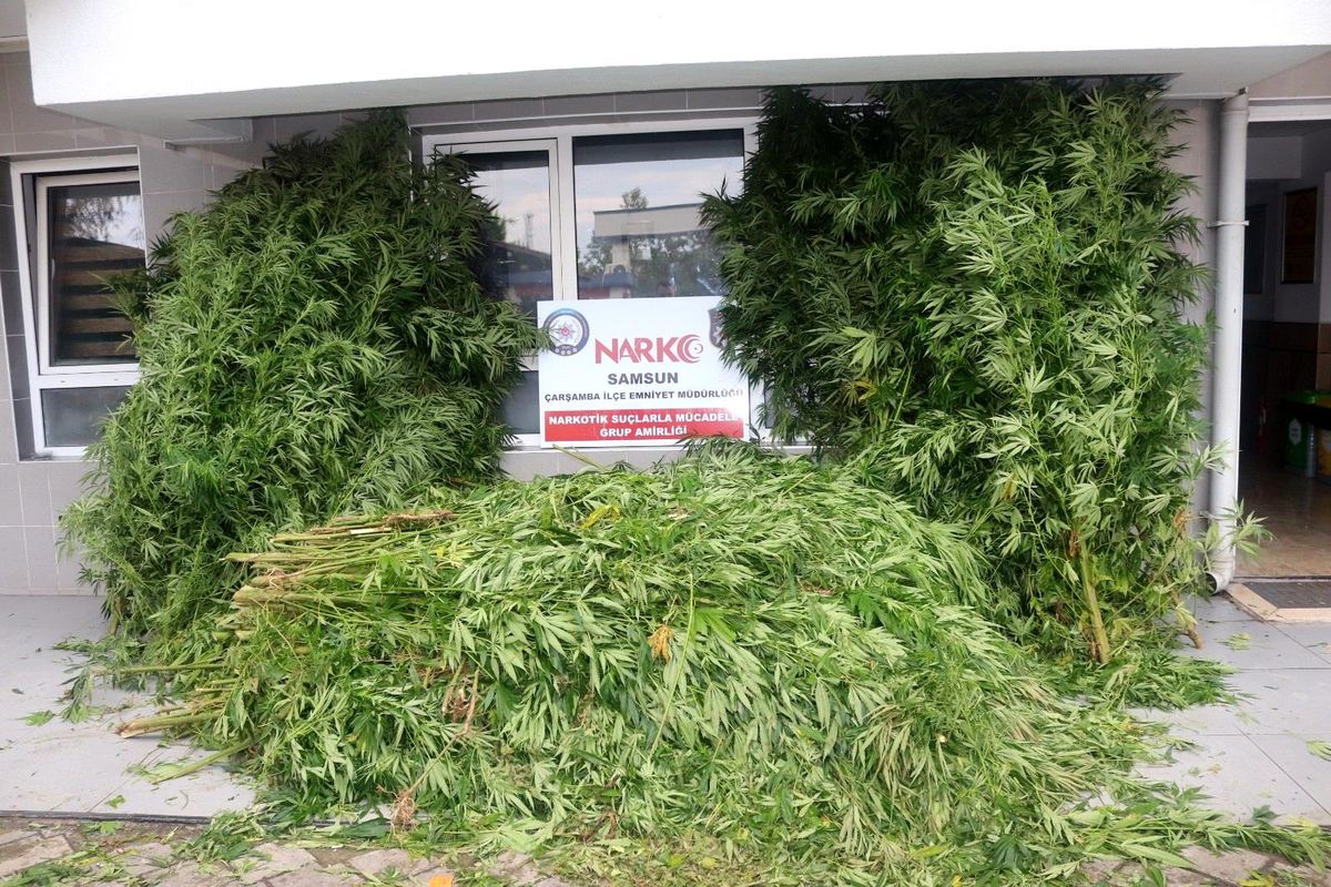 Polis tarafından 6 kilo 800 gram esrar ve 812 kök kenevir bitkisi ele geçirildi