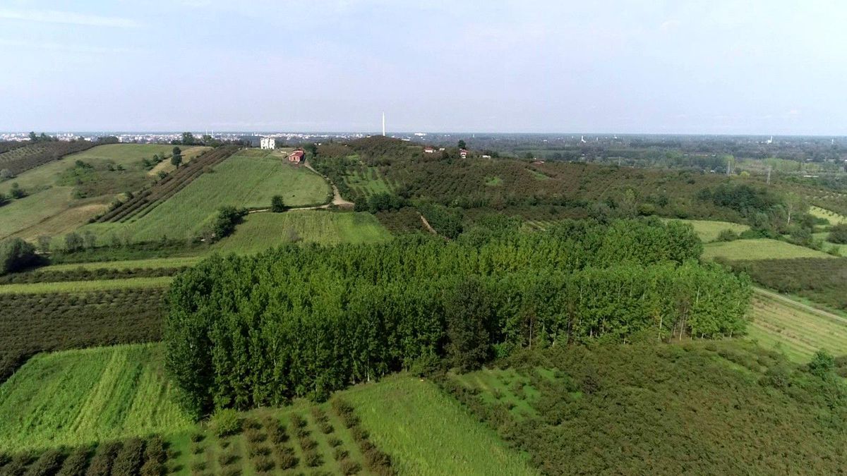 Samsun fındık üretiminde 1. sıraya doğru yükseliyor