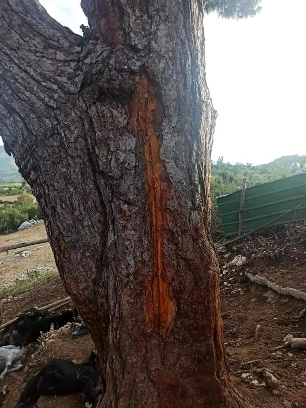 Yıldırım çarpması sonucu 30 hayvan telef oldu