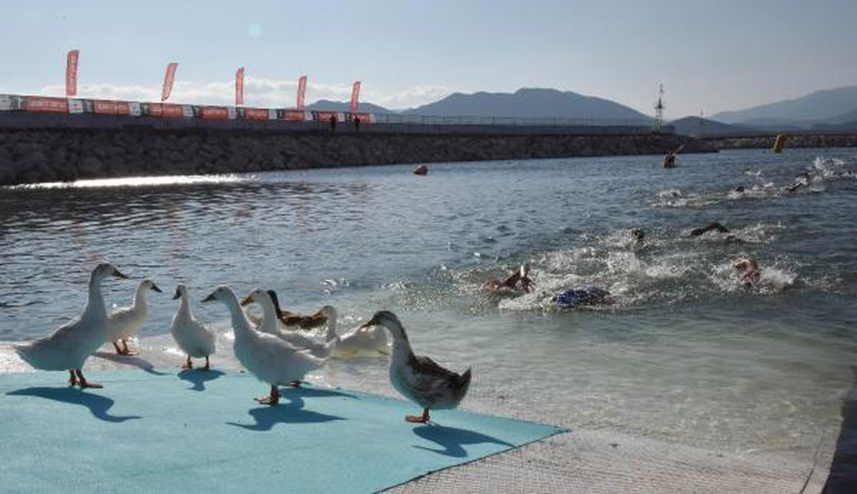Athletes competed with ducks