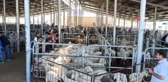 Bayram sonrası küçükbaş hayvan pazarında durgunluk