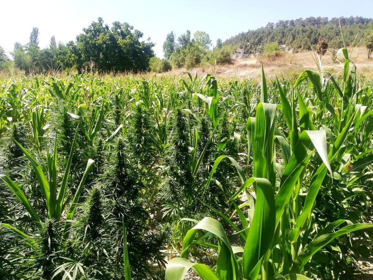 Bursa\'da uyuşturucu tarlasına baskın