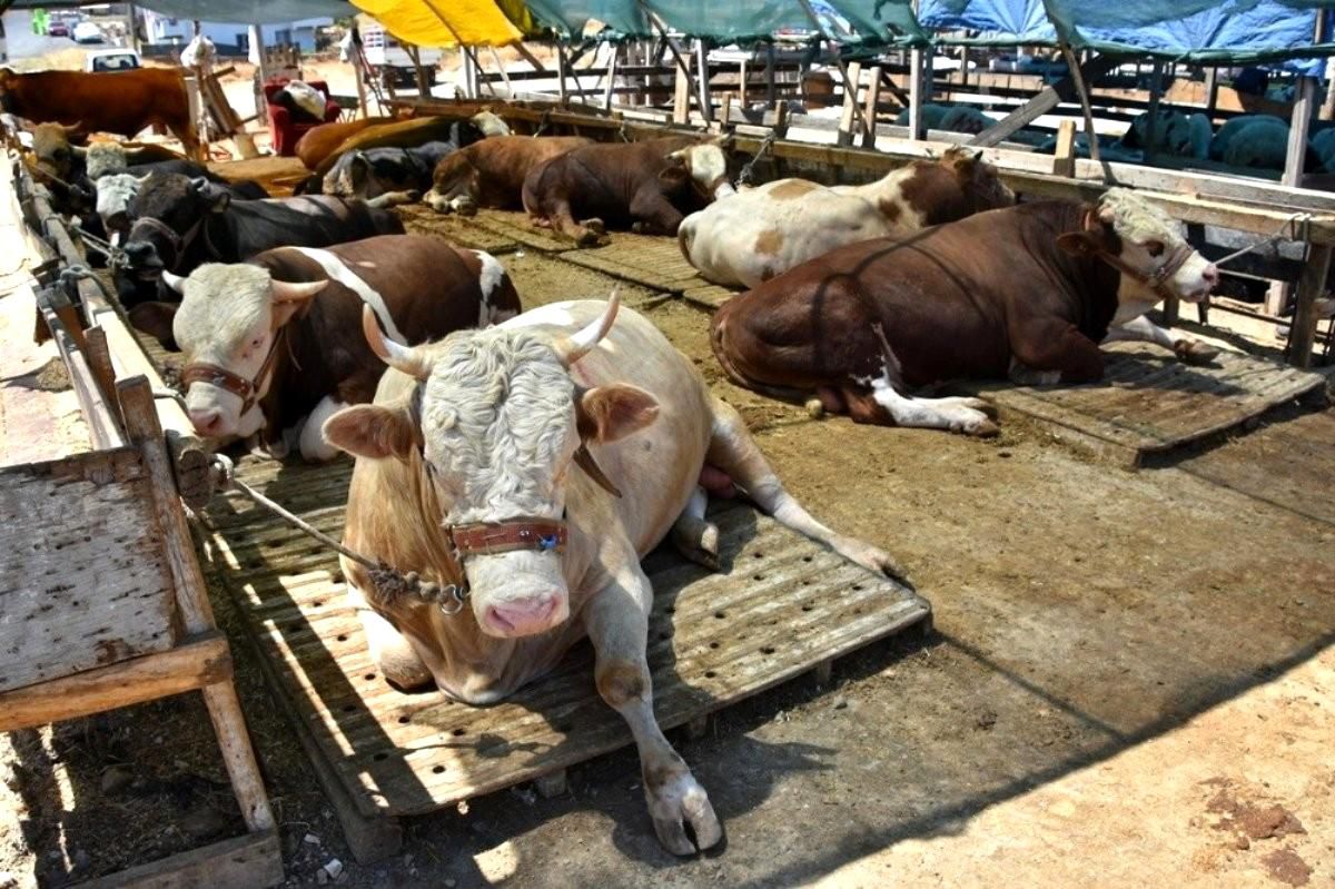 Düzce\'den 3.6 milyon hayvan gönderildi