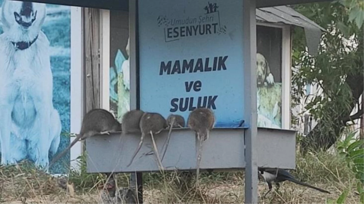 İstanbul\'un göbeğinde dev fareler, mama ve su kaplarına akın etti