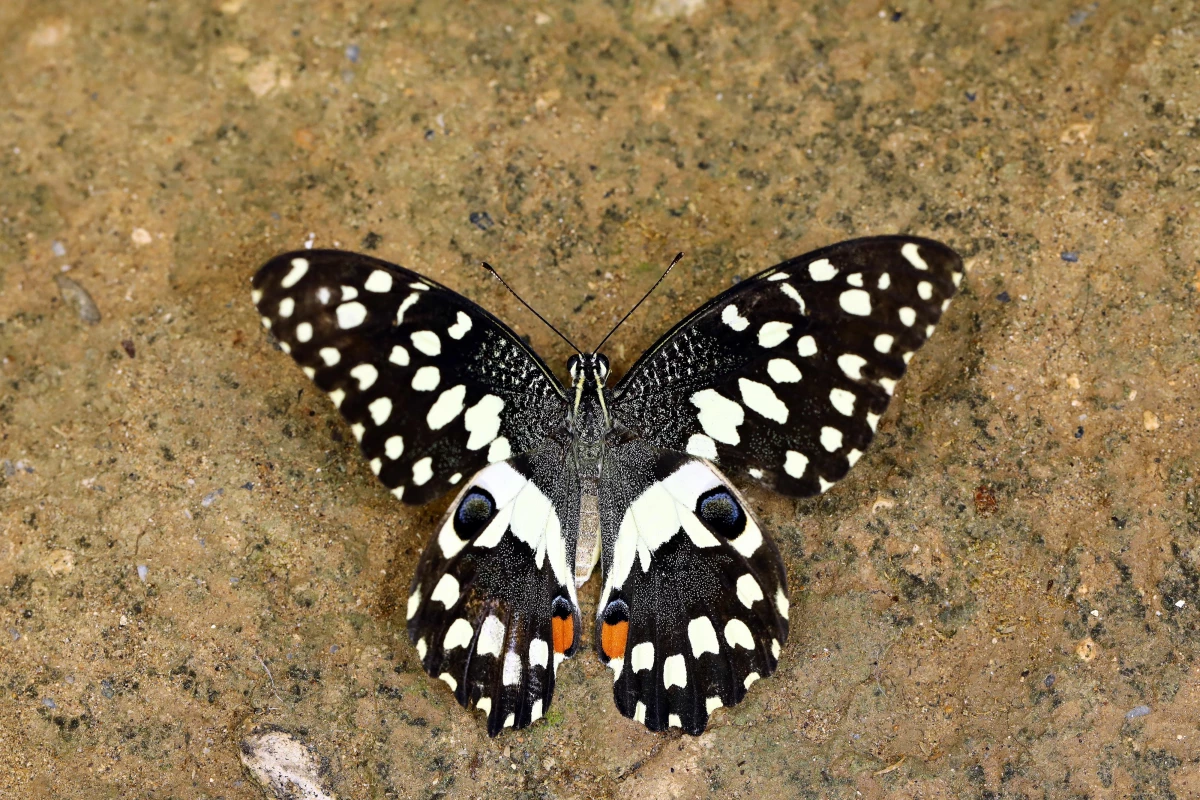 KKTC\'de "Nusaybin Güzeli" kelebeği görüntülendi