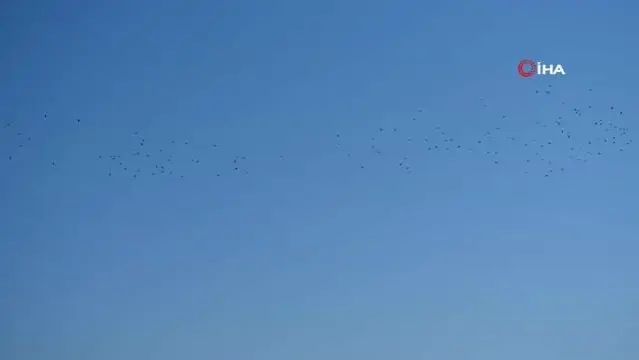 Leyleklerin göçü İskenderun Körfezinde renkli görüntüler oluşturdu Leyleklerin göçü İskenderun Körfezinde renkli görüntüler oluşturdu
