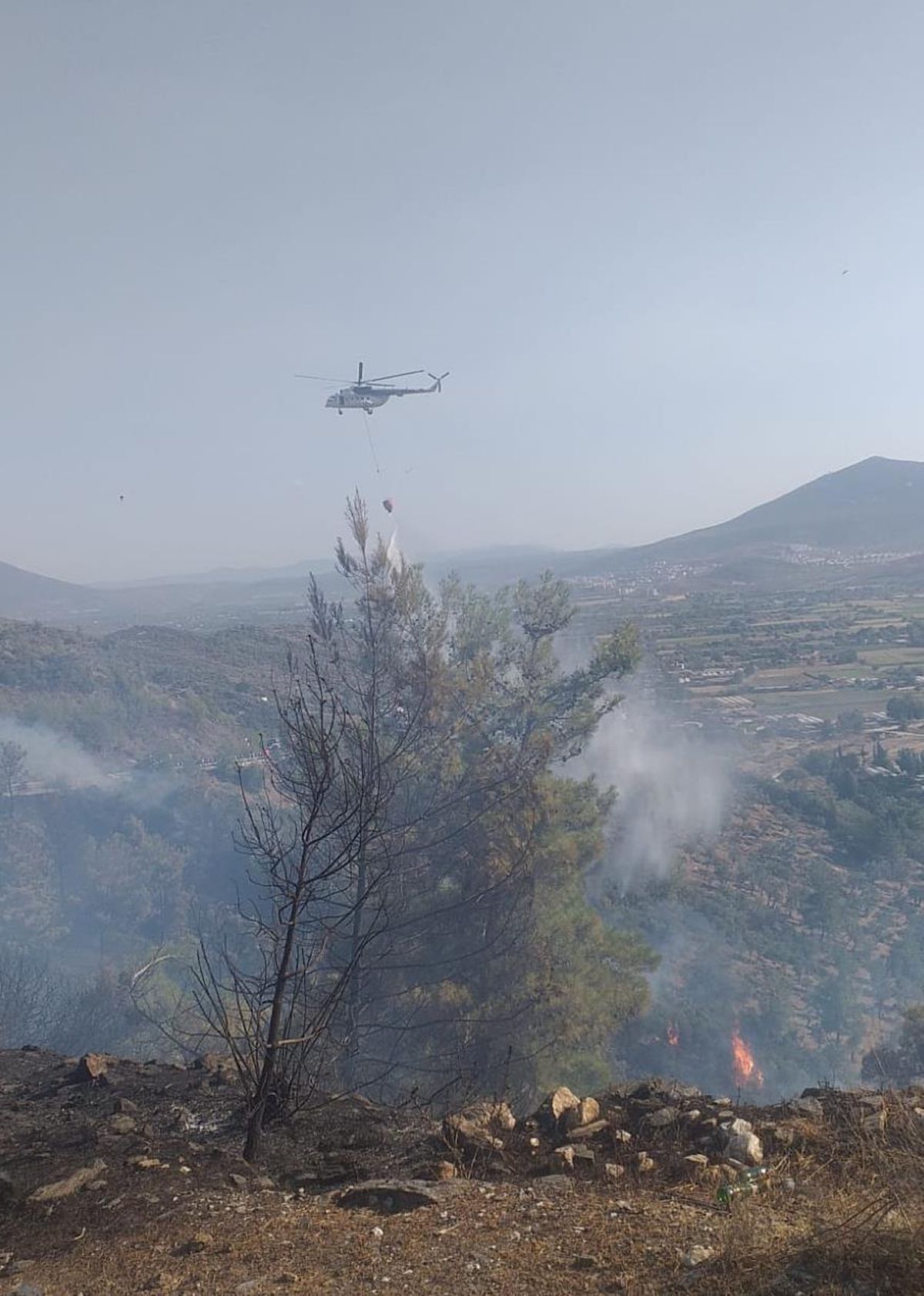 Muğla\'da makilik ve zeytinlik alanda çıkan yangın kontrol altına alındı